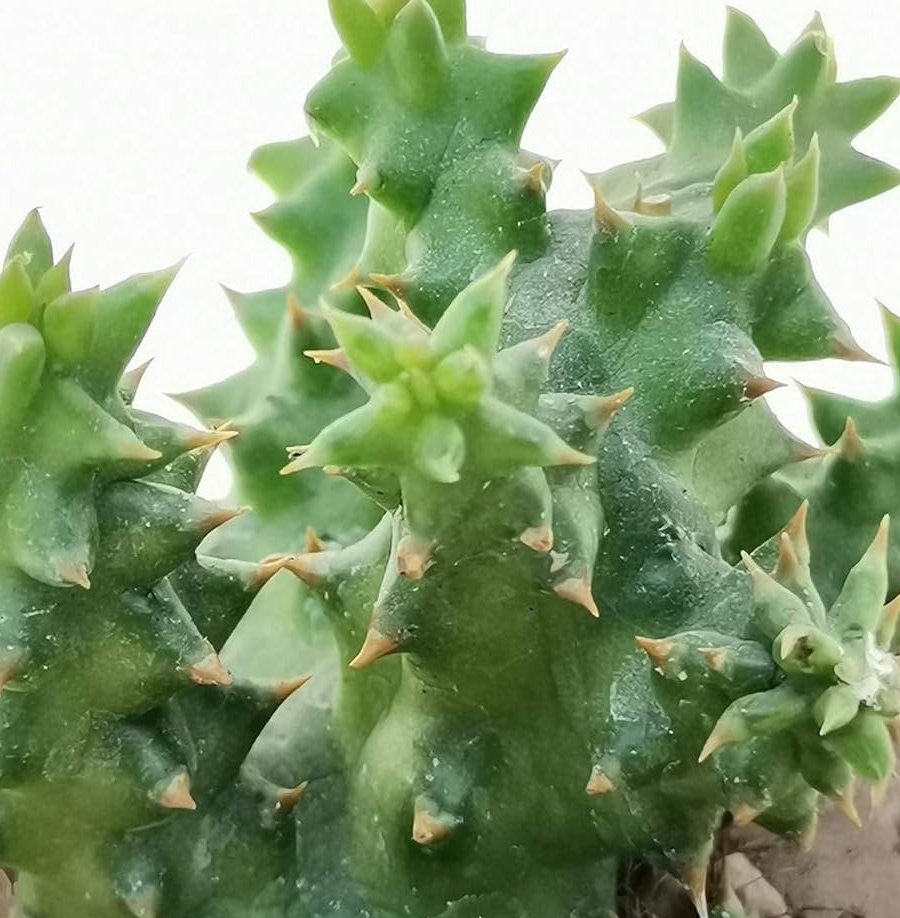 Edithcolea grandis Somalia 'Red Love' 5 Seeds