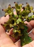 Caralluma solenophora aka Cylindrilluma solenophora 5 Seeds