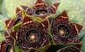 Caralluma crenulata 5 Seeds