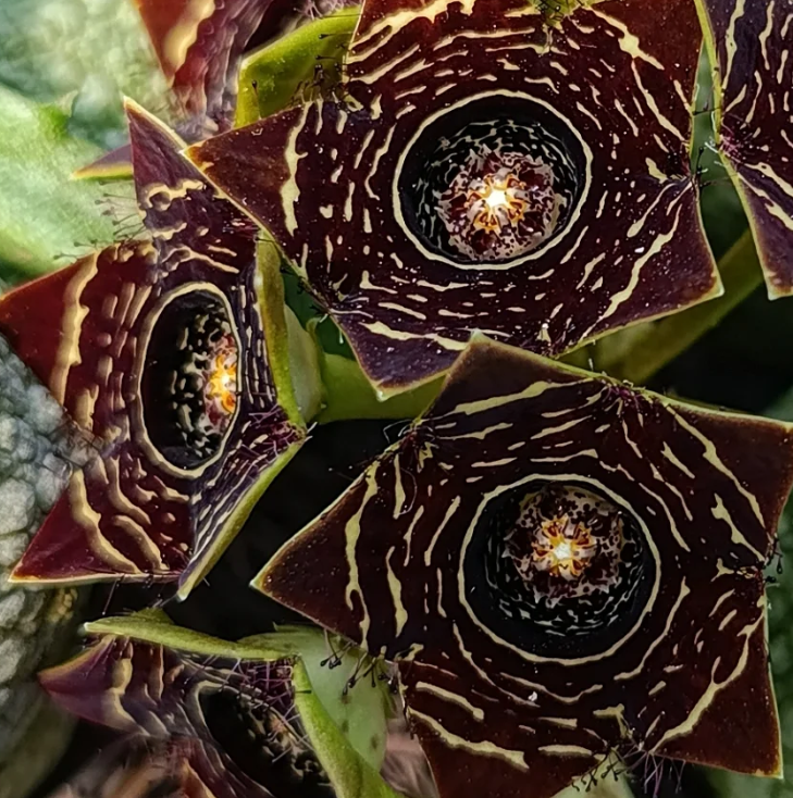 Caralluma crenulata 5 Seeds