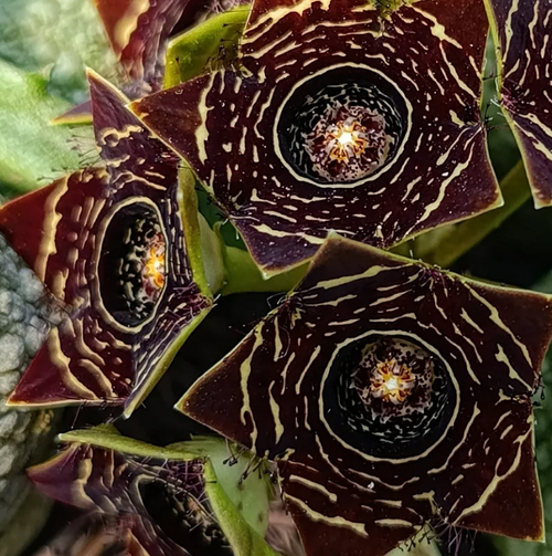 Caralluma crenulata 5 Seeds