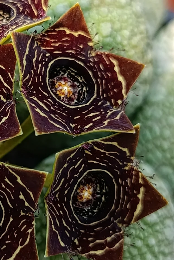 Caralluma crenulata 5 Seeds