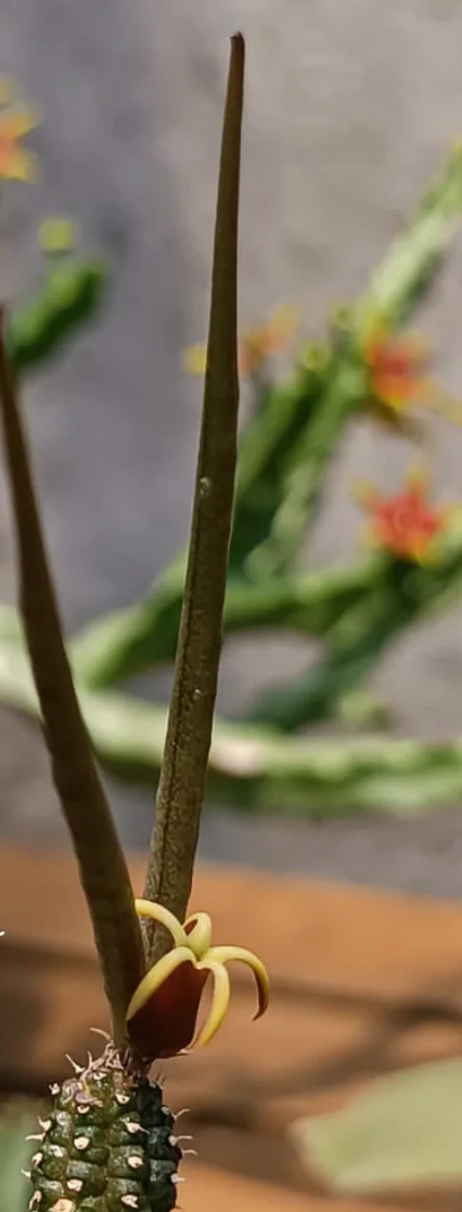 Echidnopsis Watsonii 5 Seeds