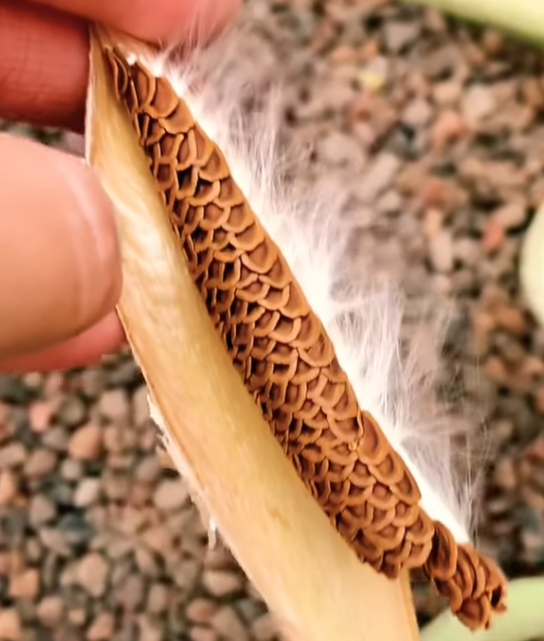 Echidnopsis Watsonii 5 Seeds