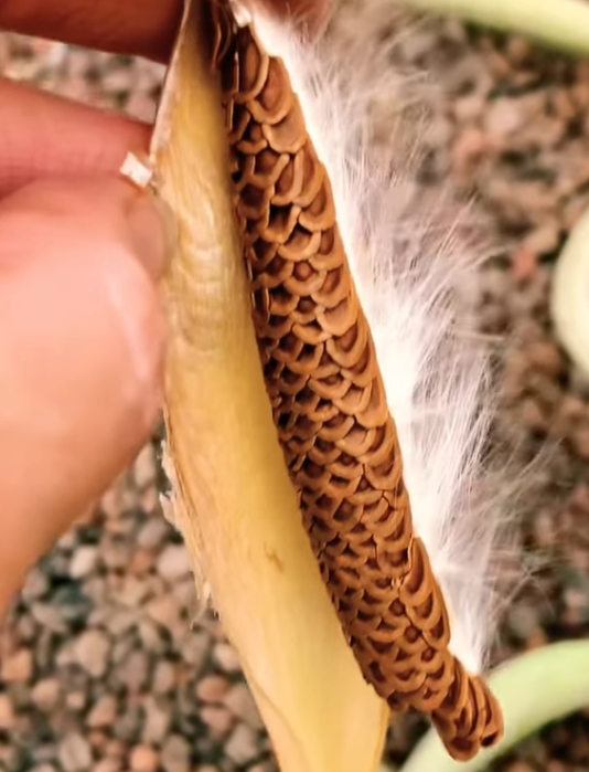 Echidnopsis Watsonii 5 Seeds