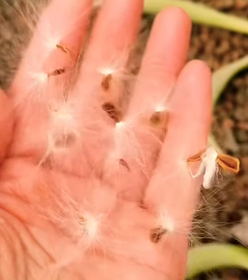 Echidnopsis Watsonii 5 Seeds