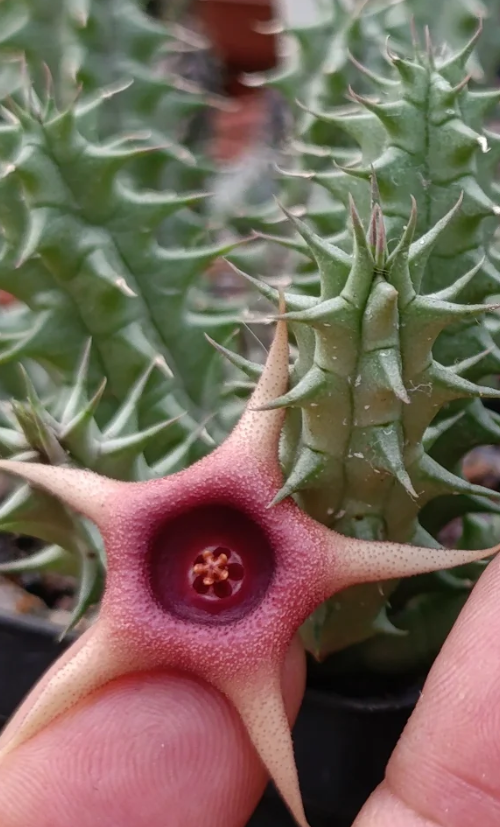 Huernia 'New Star' 5 Seeds