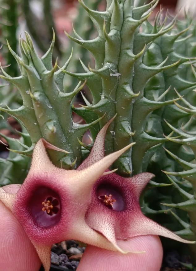 Huernia 'New Star' 5 Seeds