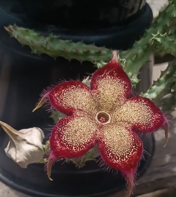 Edithcolea grandis Somalia 'Red Love' 5 Seeds