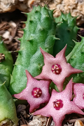 Huernia praestans x Duvalia parviflora 5 Seeds