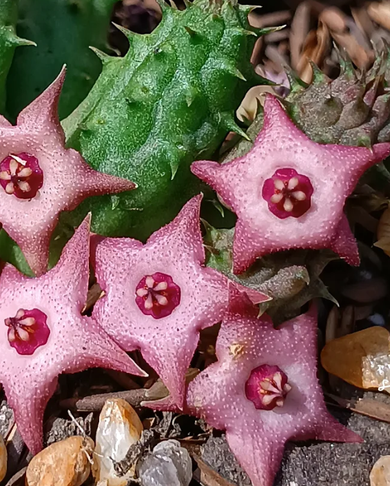 Huernia praestans x Duvalia parviflora 5 Seeds