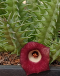 Huernia 'Evil Eye' 5 Seeds