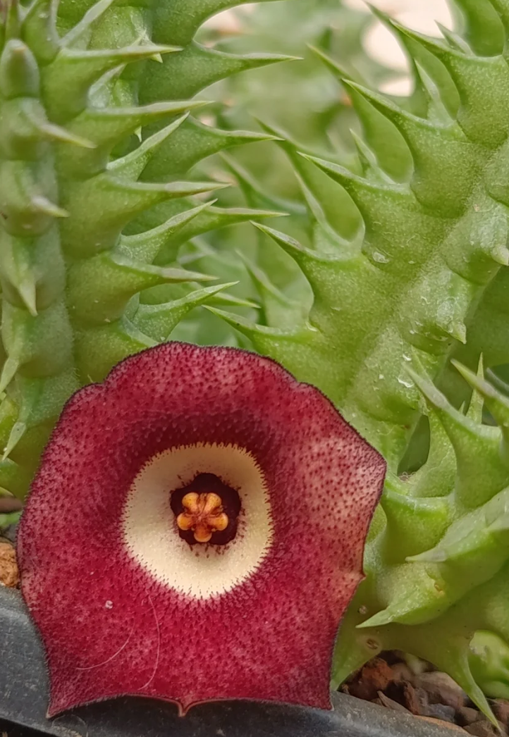 Huernia 'Evil Eye' 5 Seeds