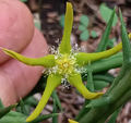 Orbea rogersii 7 Seeds