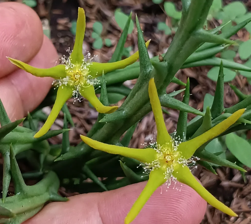 Orbea rogersii 7 Seeds