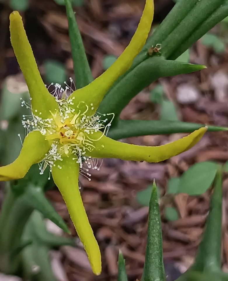 Orbea rogersii 7 Seeds