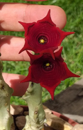 Caralluma socotrana 5 Seeds