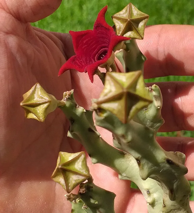 Caralluma socotrana 5 Seeds
