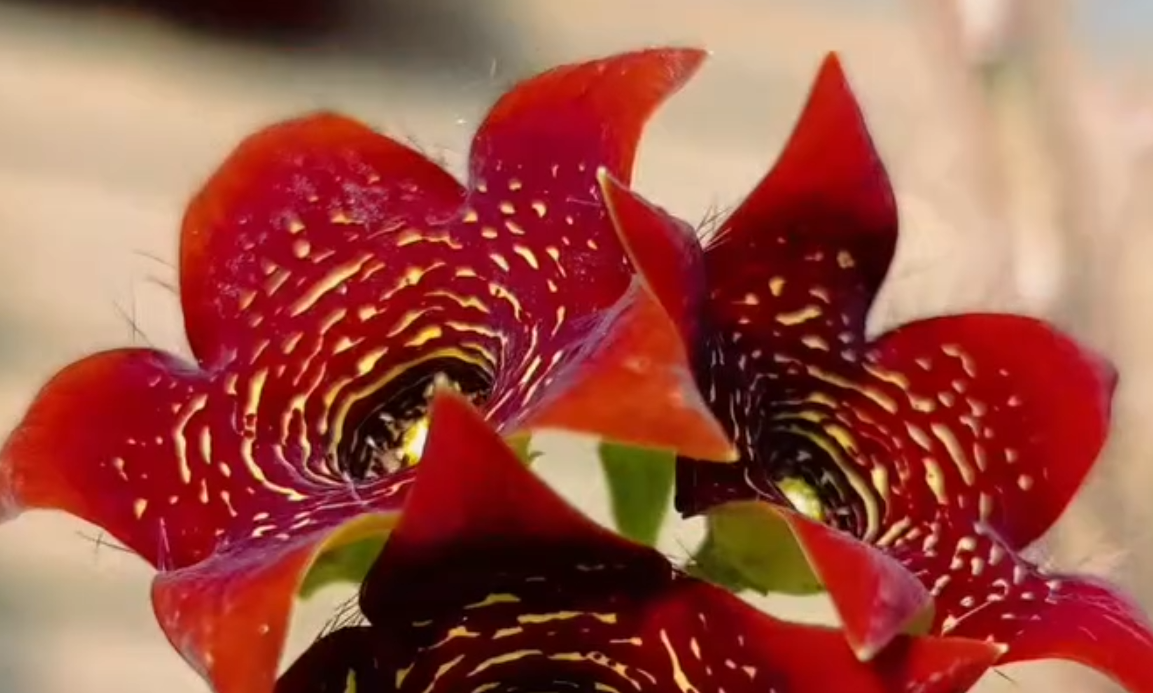 Caralluma 'Full Flames' 5 Seeds
