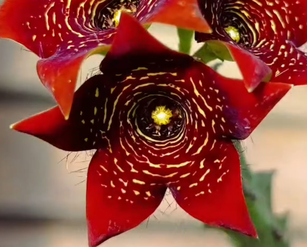 Caralluma 'Full Flames' 5 Seeds