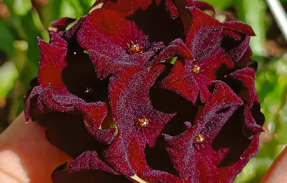Caralluma umbellata 5 Seeds