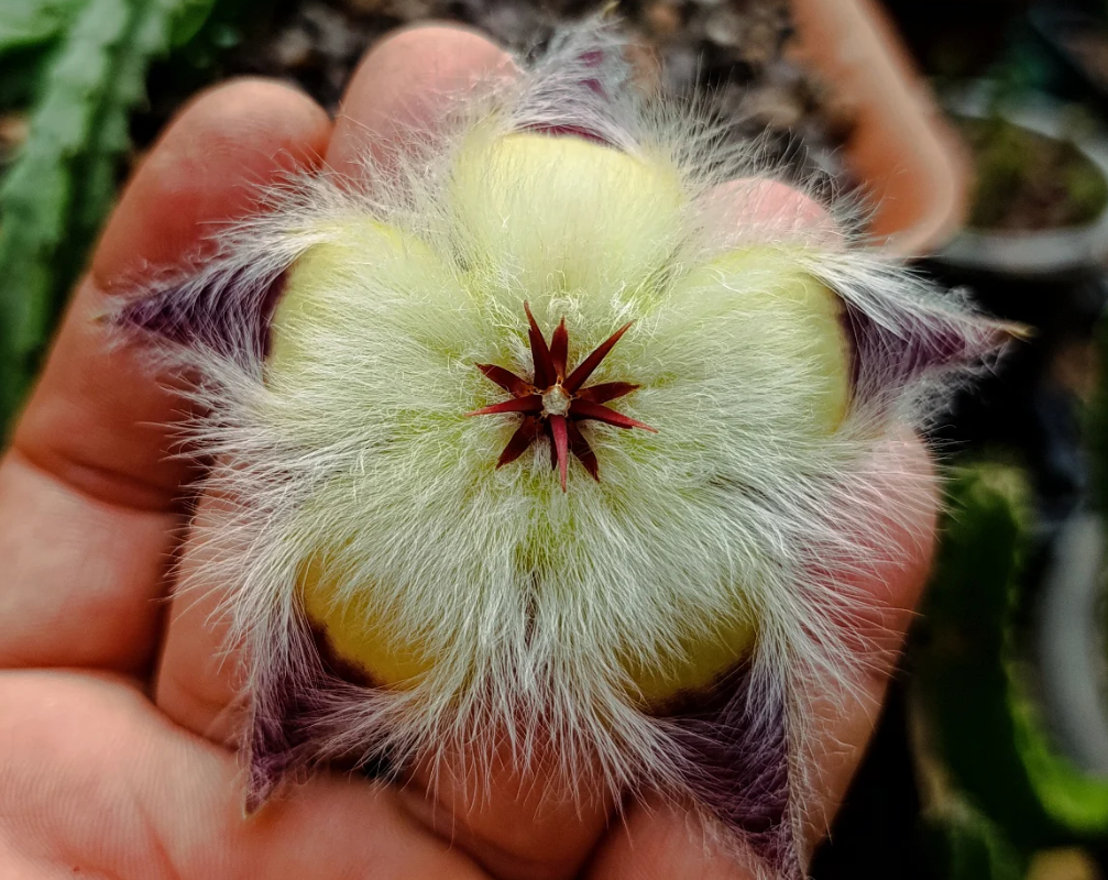 Stapelia hirsuta var. hirsuta 7 Seeds