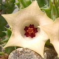 Huernia macrocarpa 5 Seeds