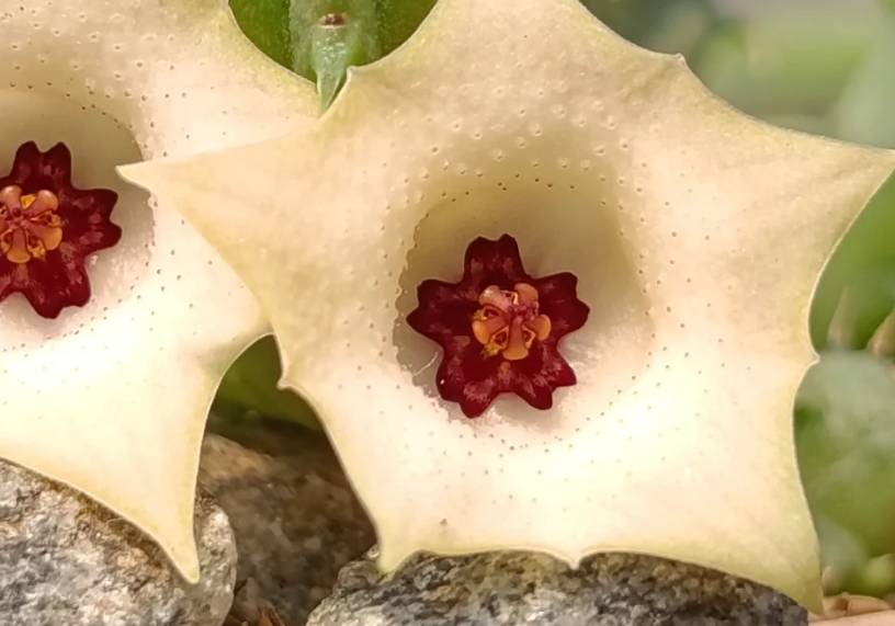 Huernia macrocarpa 5 Seeds