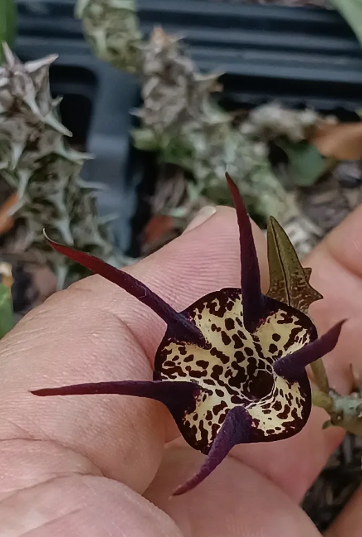 Caralluma socotrana x Ceropegia stapeliformis 5 Seeds