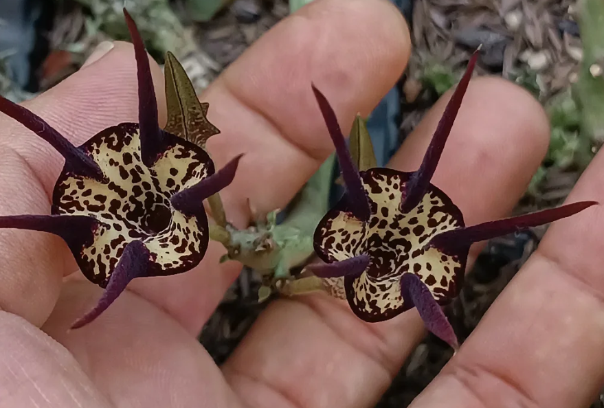 Caralluma socotrana x Ceropegia stapeliformis 5 Seeds