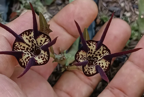Caralluma socotrana x Ceropegia stapeliformis 5 Seeds