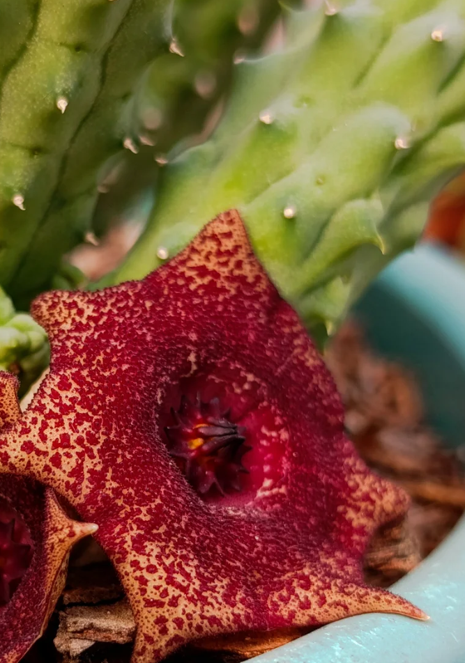 Lavrania haagnerae x Huernia 5 Seeds