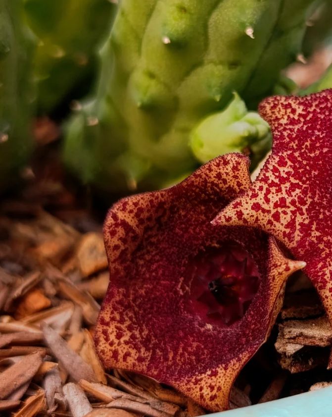 Lavrania haagnerae x Huernia 5 Seeds