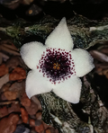 Stapelianthus arenarius 5 Seeds