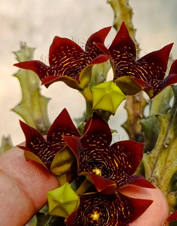 Caralluma 'Full Flames' 5 Seeds