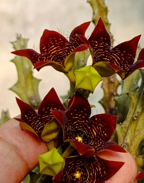 Caralluma 'Full Flames' 5 Seeds