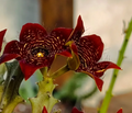 Caralluma 'Full Flames' 5 Seeds