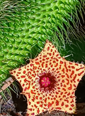 Stapelianthus pilosus mix 5 Seeds