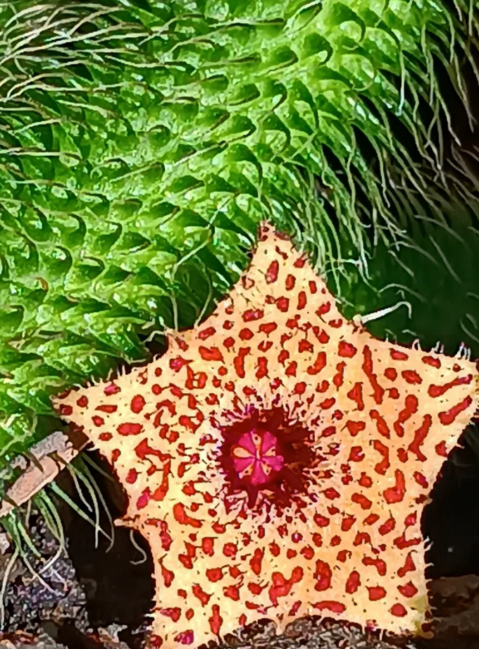Stapelianthus pilosus mix 5 Seeds