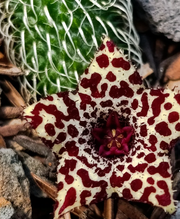 Stapelianthus pilosus mix 5 Seeds