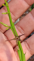 Caralluma arachnoidea x Caralluma stalagmifera 5 Seeds