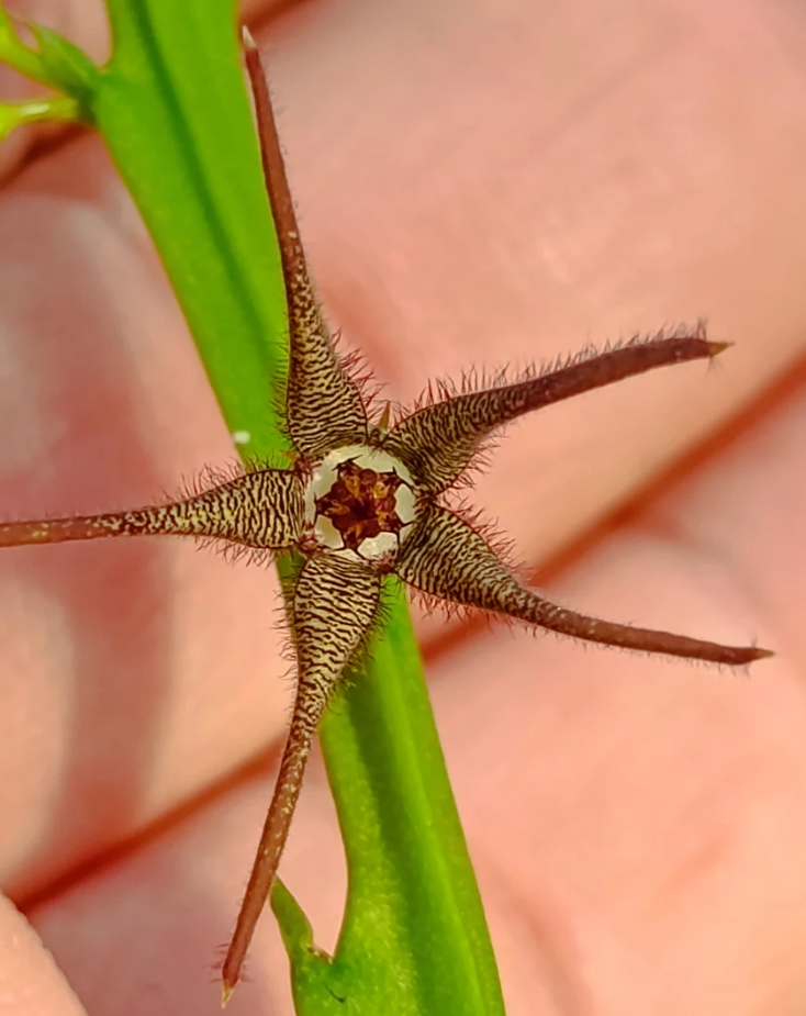 Caralluma arachnoidea x Caralluma stalagmifera 5 Seeds