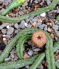 Echidnopsis malum 5 Seeds