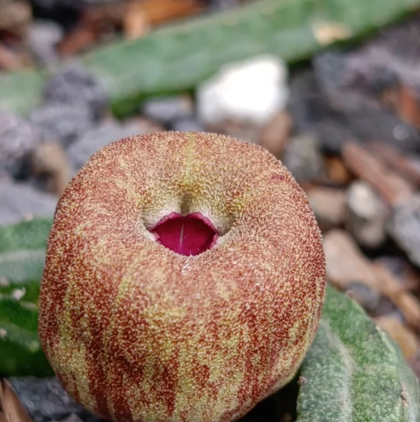 Echidnopsis malum 5 Seeds