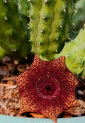 Lavrania haagnerae x Huernia 5 Seeds