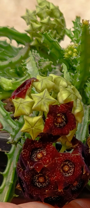 Caralluma truncato-coronata 5 Seeds