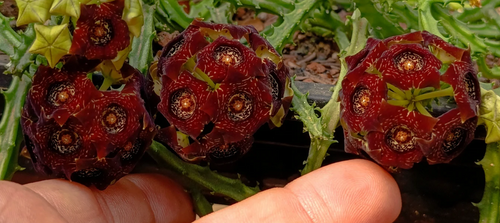 Caralluma truncato-coronata 5 Seeds
