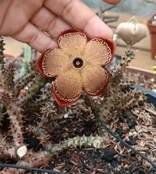 Edithcolea grandis 5 Seeds