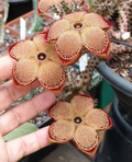 Edithcolea grandis 5 Seeds