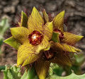 Caralluma indica 5 Seeds